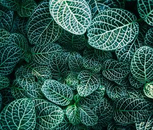 Preview wallpaper fittonia, plants, veins, leaves, macro