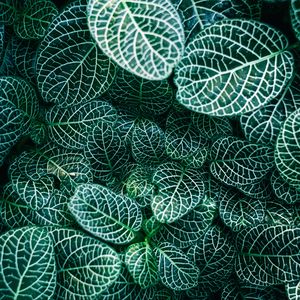 Preview wallpaper fittonia, plants, veins, leaves, macro