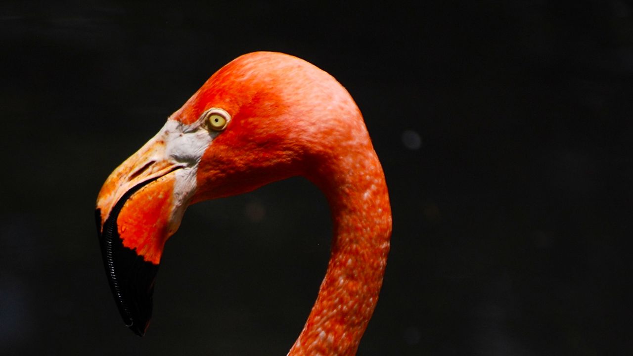Wallpaper flamingo, beak, bird, pink