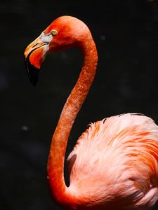 Preview wallpaper flamingo, beak, bird, pink