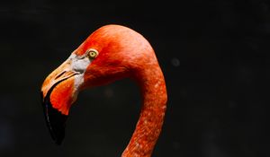 Preview wallpaper flamingo, beak, bird, pink