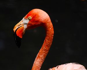Preview wallpaper flamingo, beak, bird, pink