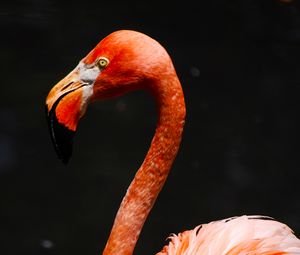 Preview wallpaper flamingo, beak, bird, pink