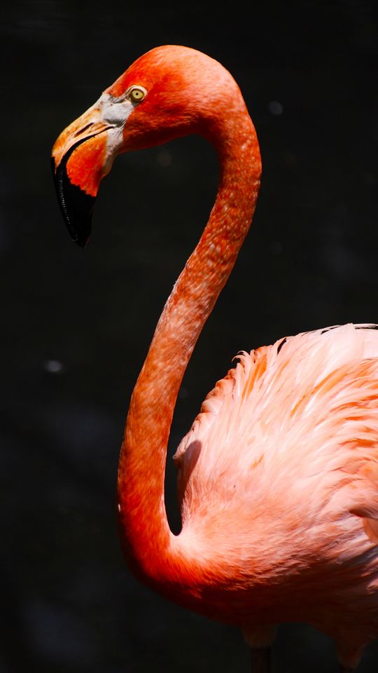 540x960 Wallpaper flamingo, beak, bird, pink