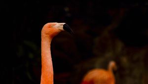 Preview wallpaper flamingo, beak, bird, pink, blur