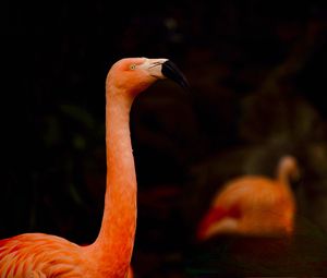 Preview wallpaper flamingo, beak, bird, pink, blur