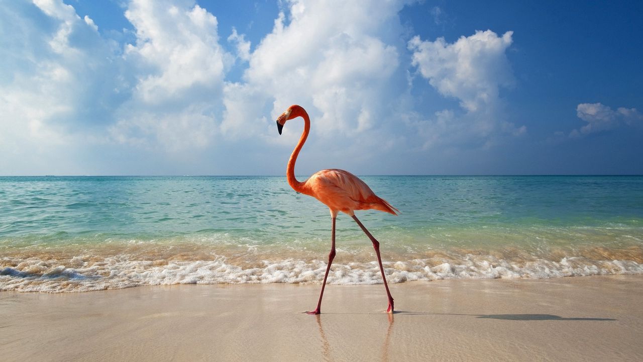 Wallpaper flamingo, bird, beach, sea