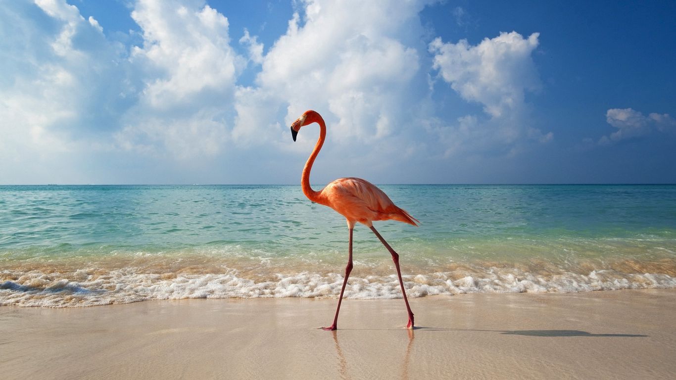 Download wallpaper 1366x768 flamingo, bird, beach, sea tablet, laptop hd  background