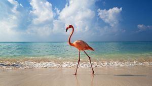 Preview wallpaper flamingo, bird, beach, sea