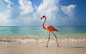 Preview wallpaper flamingo, bird, beach, sea
