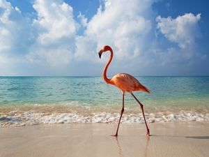 Preview wallpaper flamingo, bird, beach, sea