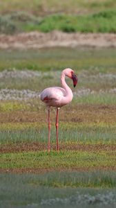 Preview wallpaper flamingo, bird, beak, wildlife