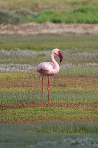 Preview wallpaper flamingo, bird, beak, wildlife