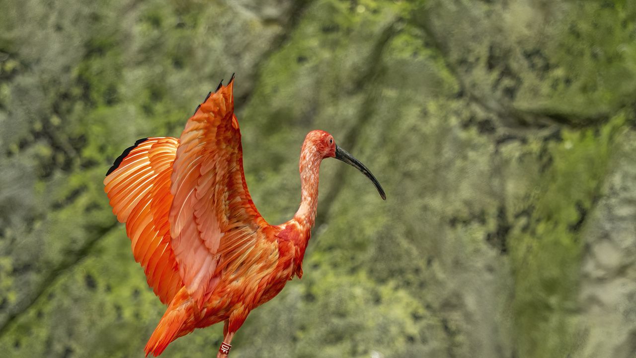 Wallpaper flamingo, bird, beak, wings, blur