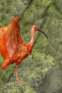 Preview wallpaper flamingo, bird, beak, wings, blur