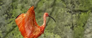 Preview wallpaper flamingo, bird, beak, wings, blur