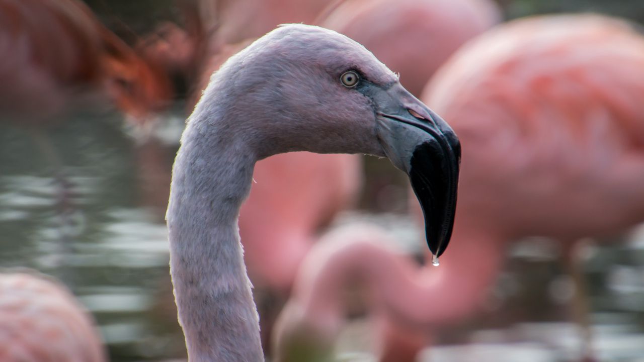 Wallpaper flamingo, bird, beak