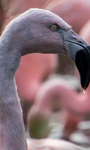 Preview wallpaper flamingo, bird, beak