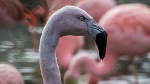 Preview wallpaper flamingo, bird, beak