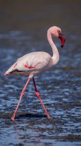 Preview wallpaper flamingo, bird, beak, water, wildlife
