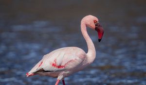 Preview wallpaper flamingo, bird, beak, water, wildlife