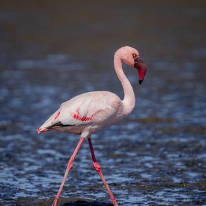 Preview wallpaper flamingo, bird, beak, water, wildlife