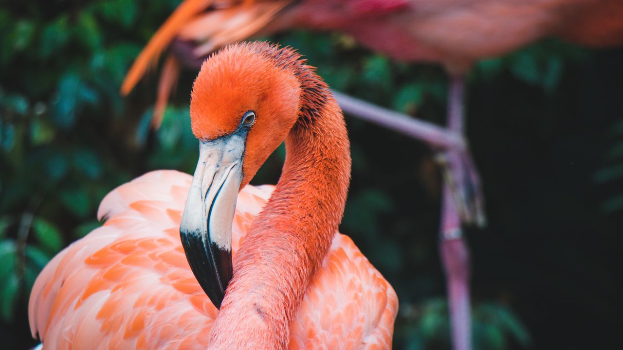 Wallpaper flamingo, bird, beak, plumage, neck