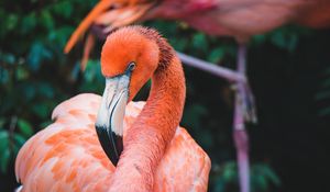 Preview wallpaper flamingo, bird, beak, plumage, neck