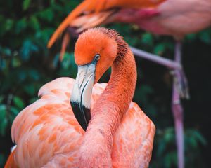 Preview wallpaper flamingo, bird, beak, plumage, neck