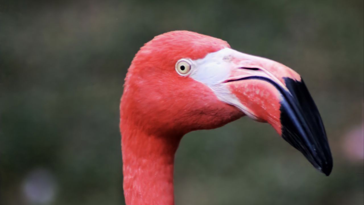 Wallpaper flamingo, bird, beak, pink, wildlife