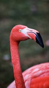 Preview wallpaper flamingo, bird, beak, pink, wildlife