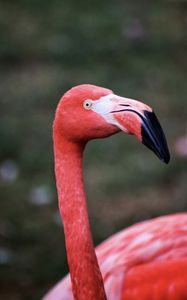 Preview wallpaper flamingo, bird, beak, pink, wildlife