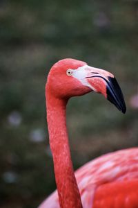 Preview wallpaper flamingo, bird, beak, pink, wildlife