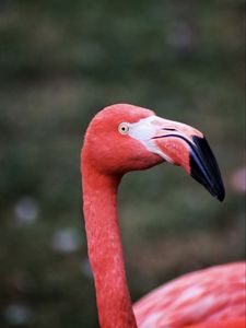 Preview wallpaper flamingo, bird, beak, pink, wildlife