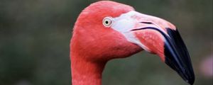 Preview wallpaper flamingo, bird, beak, pink, wildlife