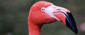 Preview wallpaper flamingo, bird, beak, pink, wildlife