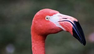 Preview wallpaper flamingo, bird, beak, pink, wildlife