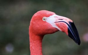 Preview wallpaper flamingo, bird, beak, pink, wildlife