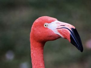 Preview wallpaper flamingo, bird, beak, pink, wildlife