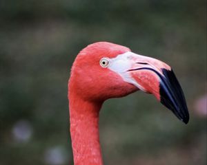 Preview wallpaper flamingo, bird, beak, pink, wildlife