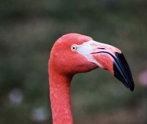 Preview wallpaper flamingo, bird, beak, pink, wildlife