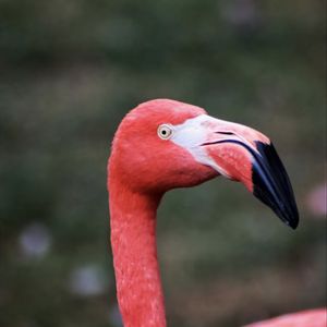 Preview wallpaper flamingo, bird, beak, pink, wildlife