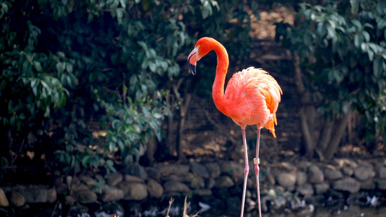 Wallpaper flamingo, bird, color