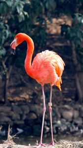 Preview wallpaper flamingo, bird, color