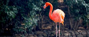 Preview wallpaper flamingo, bird, color