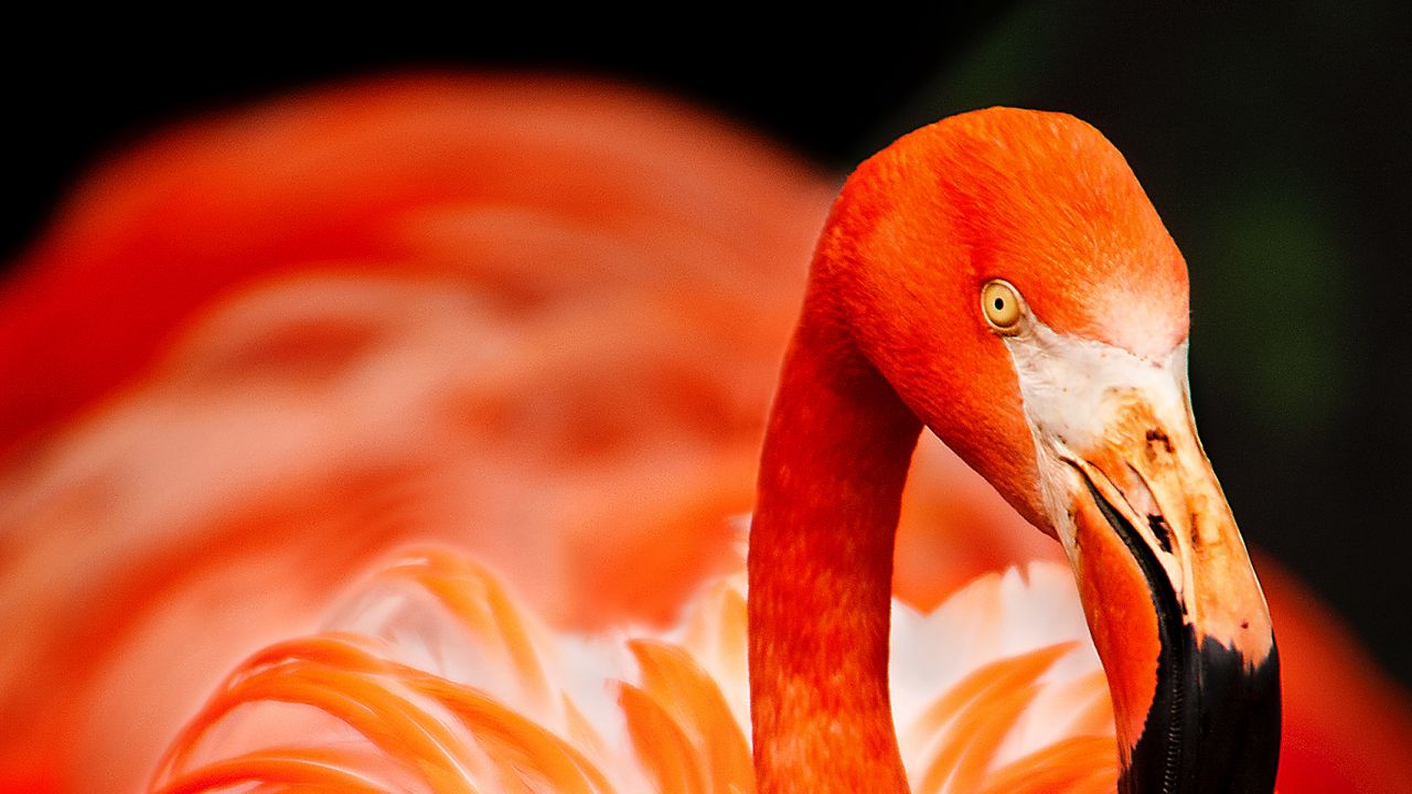 Wallpaper flamingo, bird, color, feathers