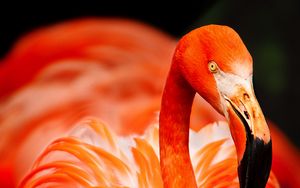 Preview wallpaper flamingo, bird, color, feathers