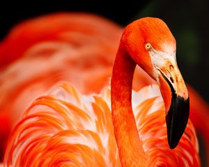 Preview wallpaper flamingo, bird, color, feathers