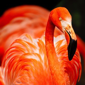 Preview wallpaper flamingo, bird, color, feathers