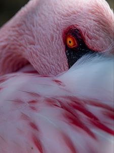 Preview wallpaper flamingo, bird, eye, feathers, pink